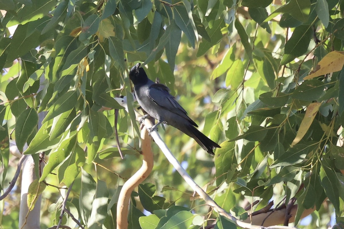 Wallacean Cuckooshrike - ML608923827