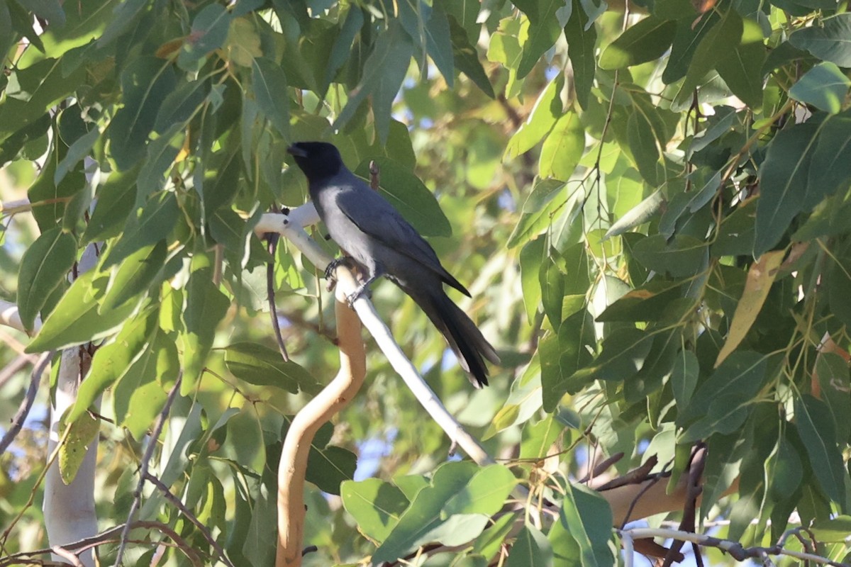 Wallacean Cuckooshrike - Andrew William