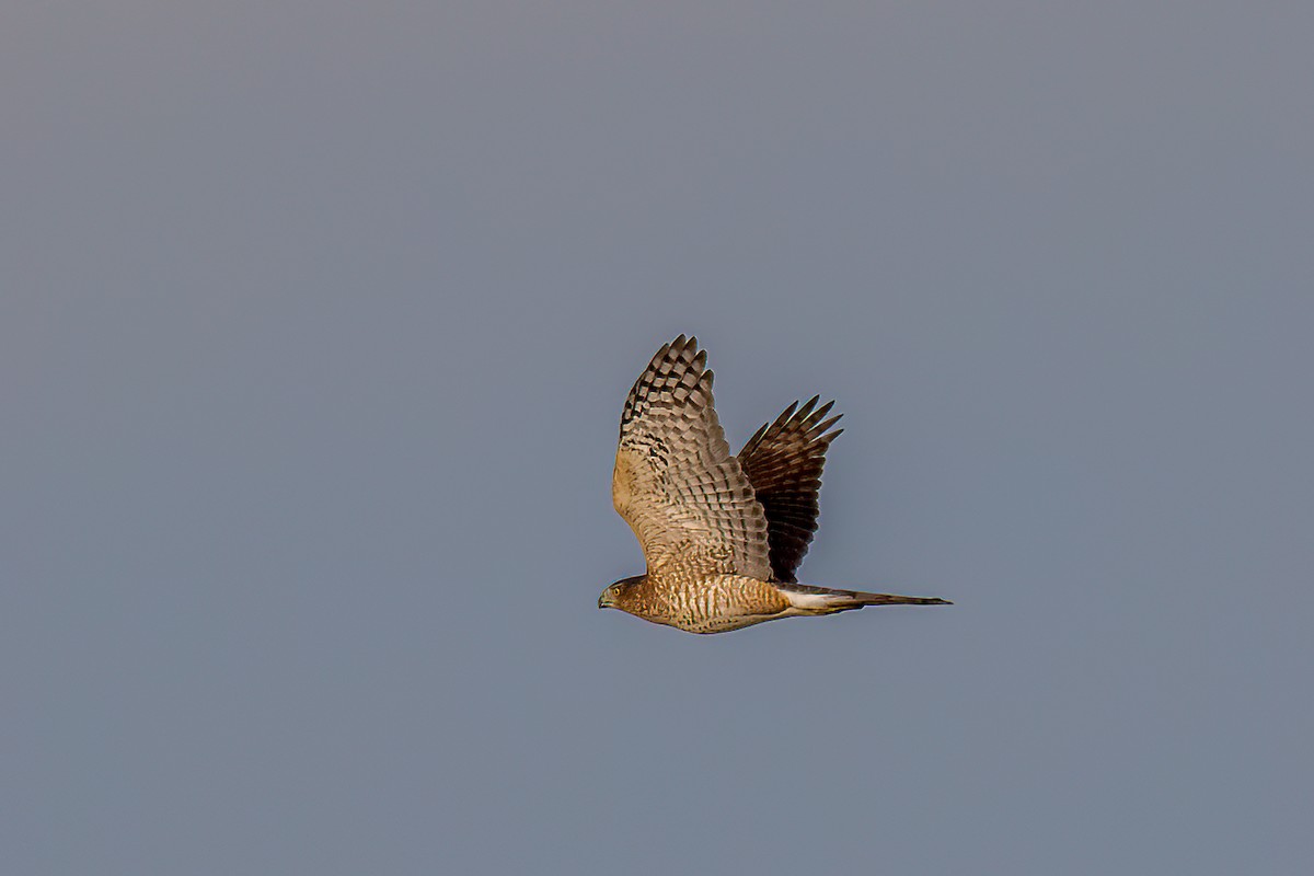 Cooper's Hawk - ML608924147