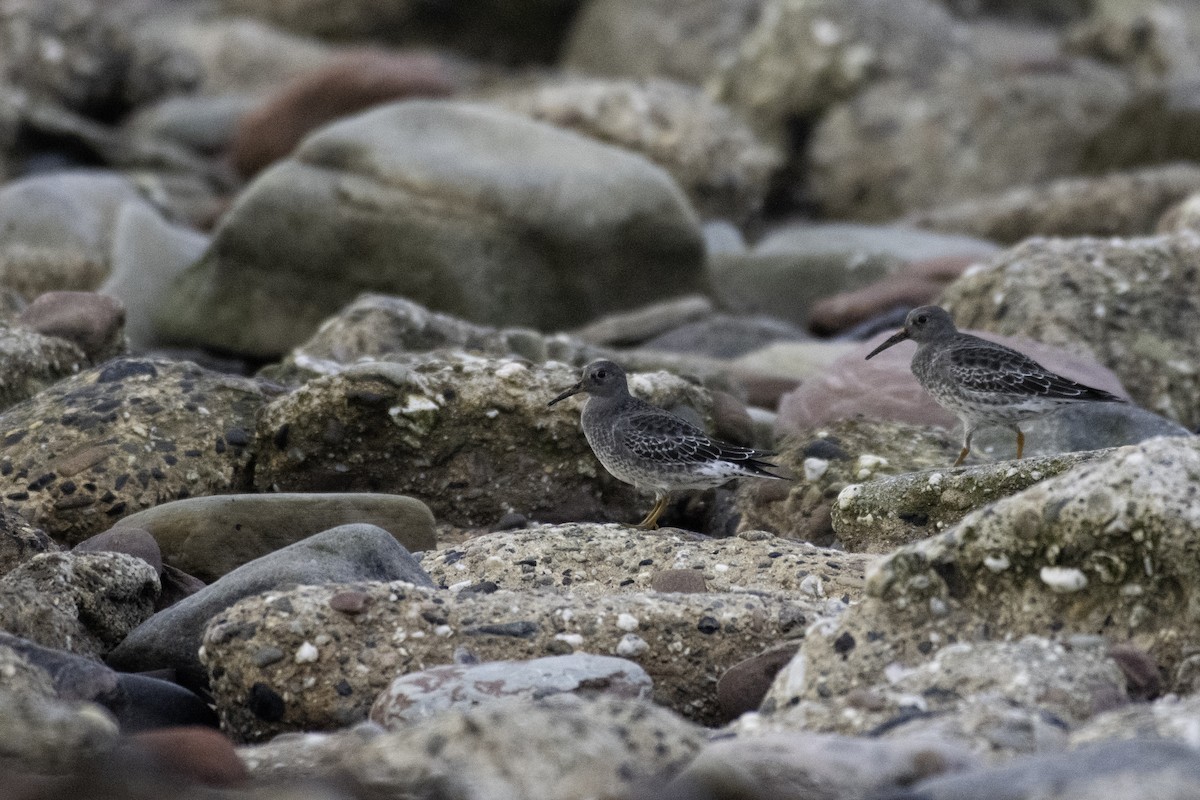 Purple Sandpiper - Tony  Rinaud