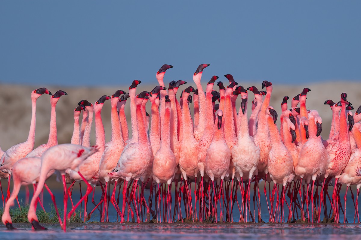 Lesser Flamingo - Saswat Mishra