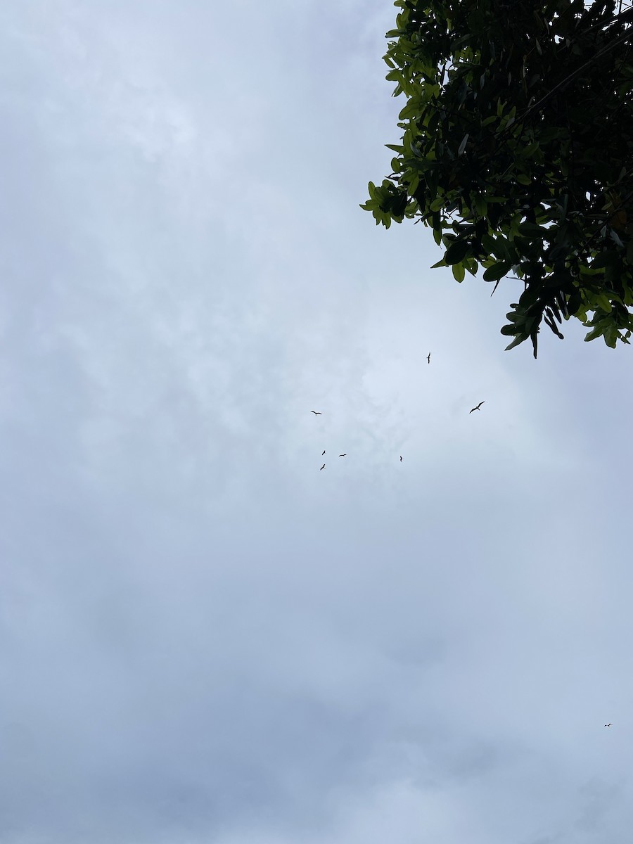 Lesser Frigatebird - ML608924204