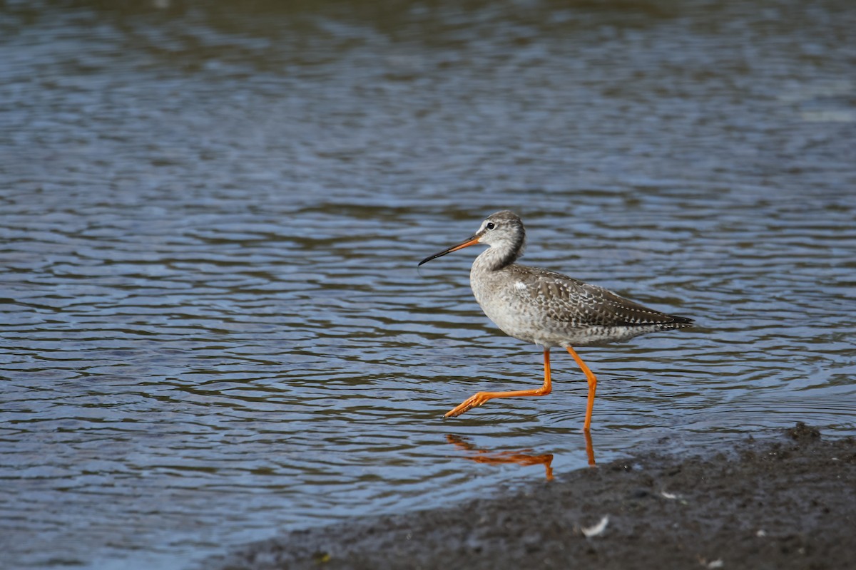 Spotted Redshank - ML608924255