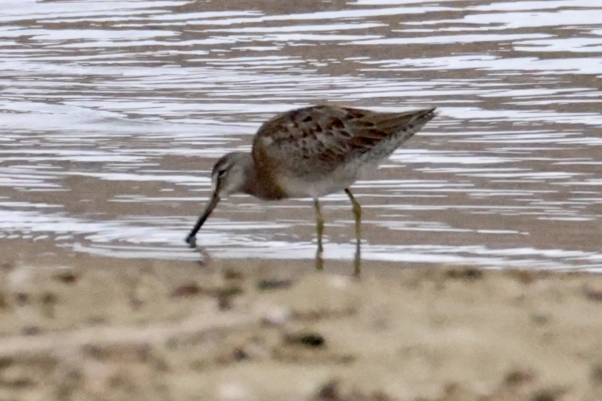 Long-billed Dowitcher - ML608924408