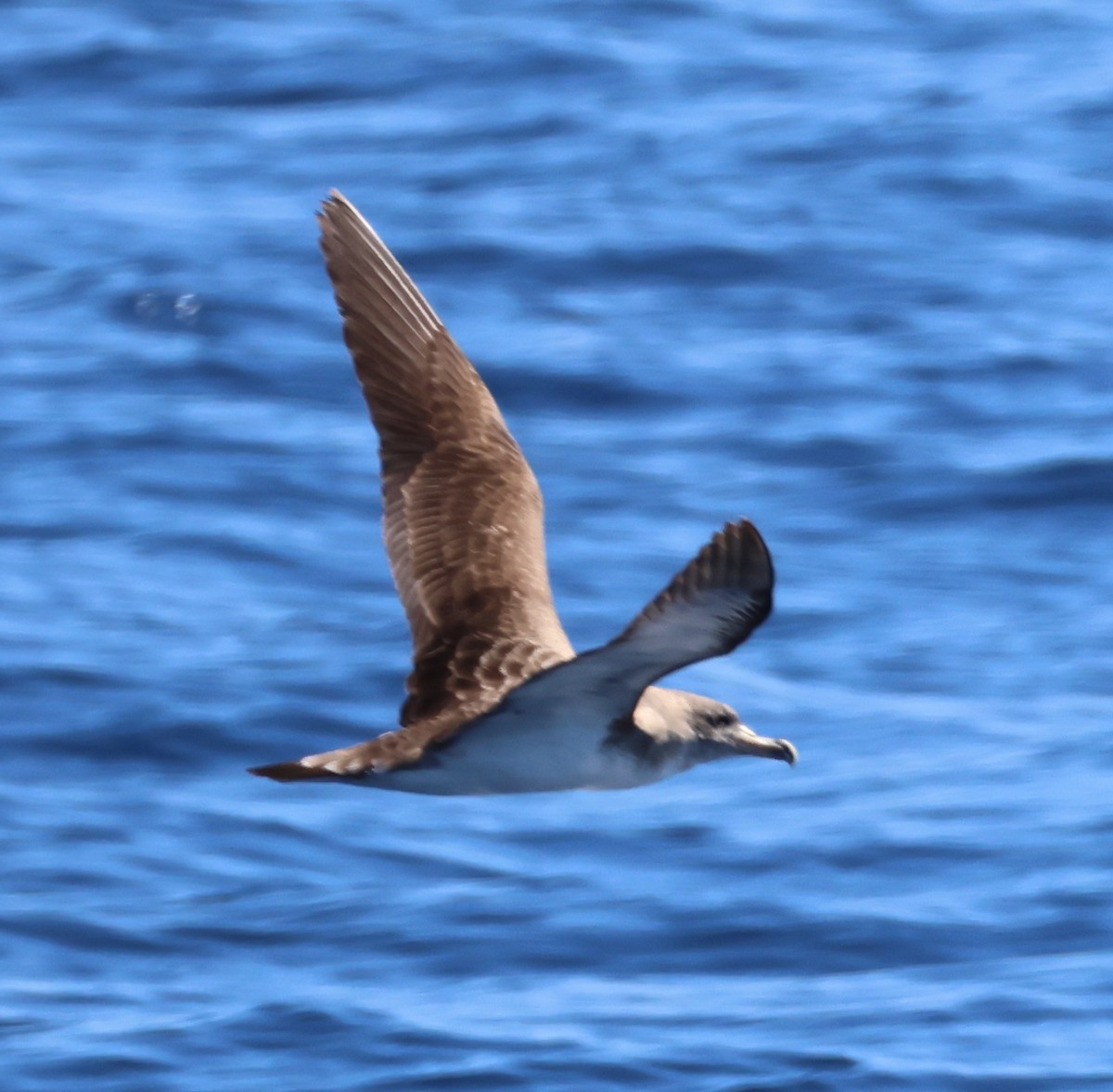 Cory's Shearwater - ML608924516