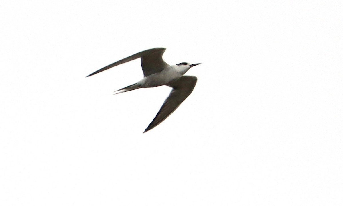 Common Tern - Marc Languy