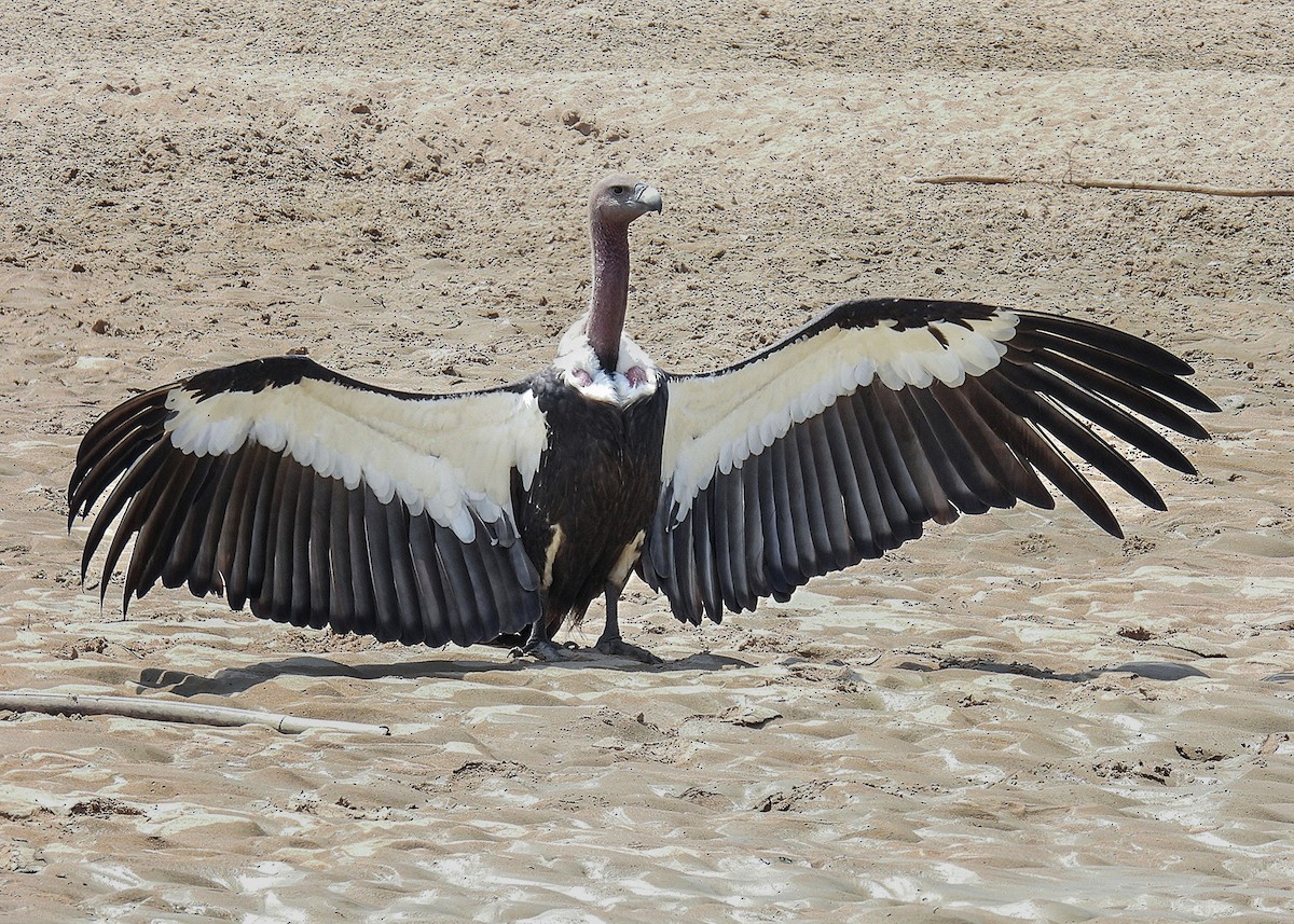 White-rumped Vulture - Dipayan Chakraborty