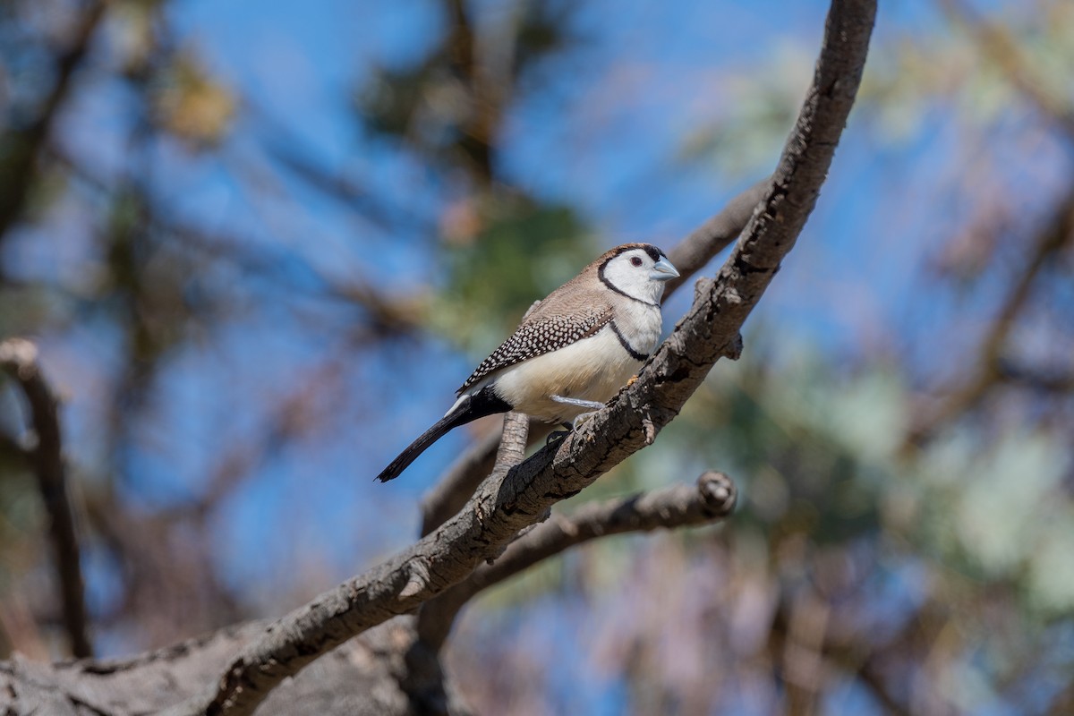 Double-barred Finch - ML608924695