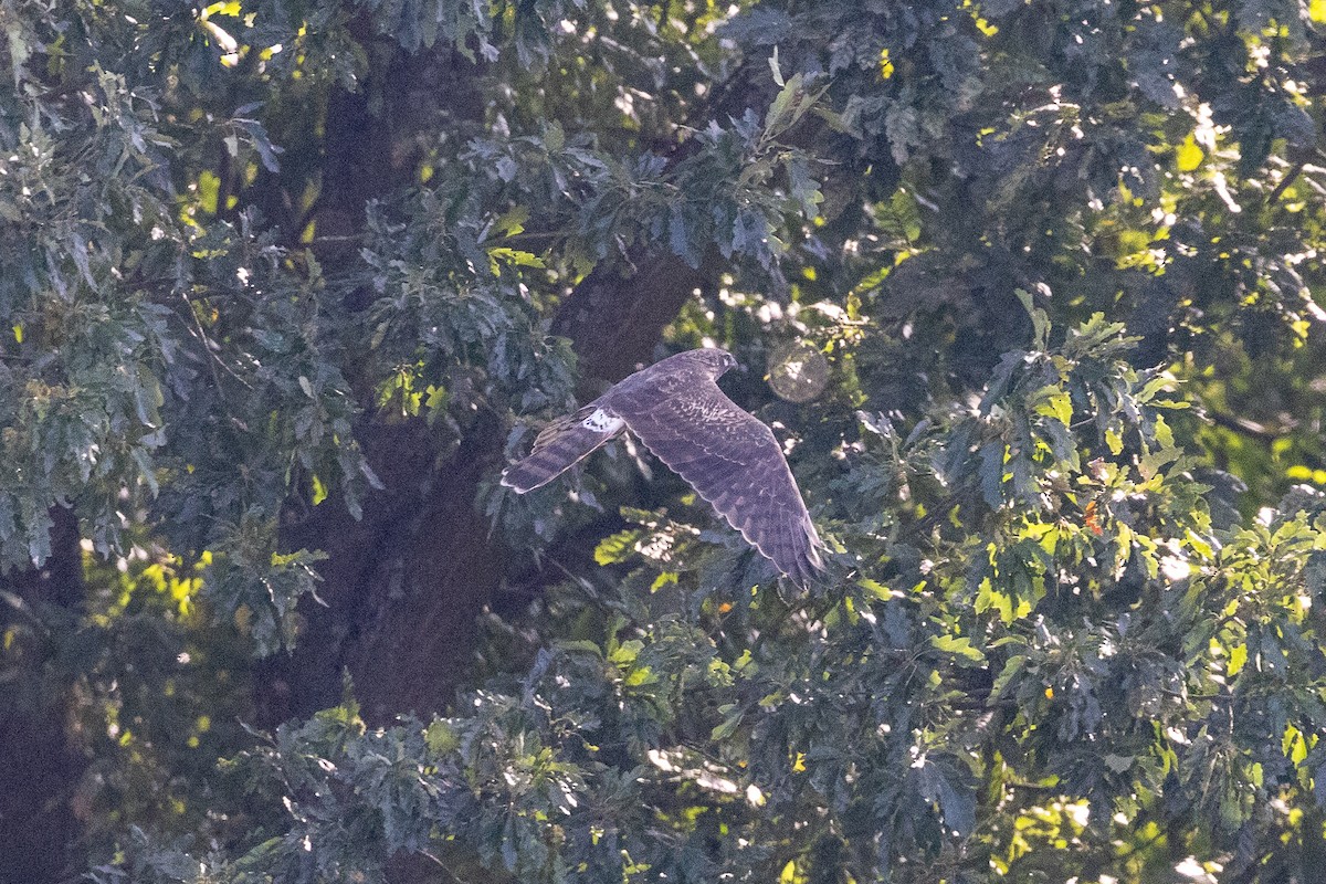 Pallid Harrier - Lukas Sekelsky