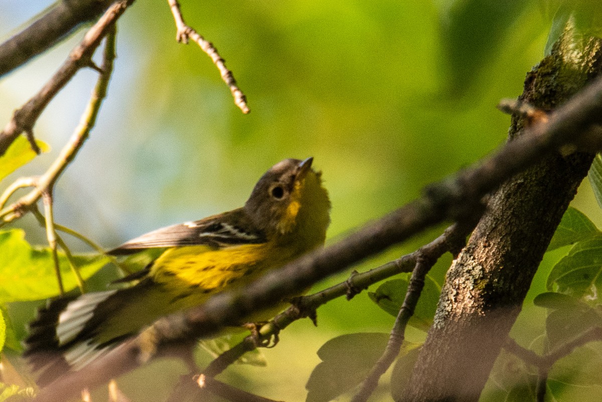Magnolia Warbler - ML608924787