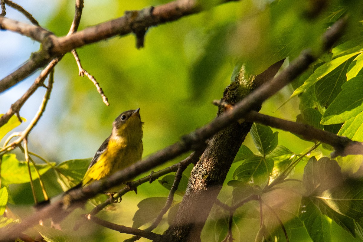 Magnolia Warbler - ML608924788