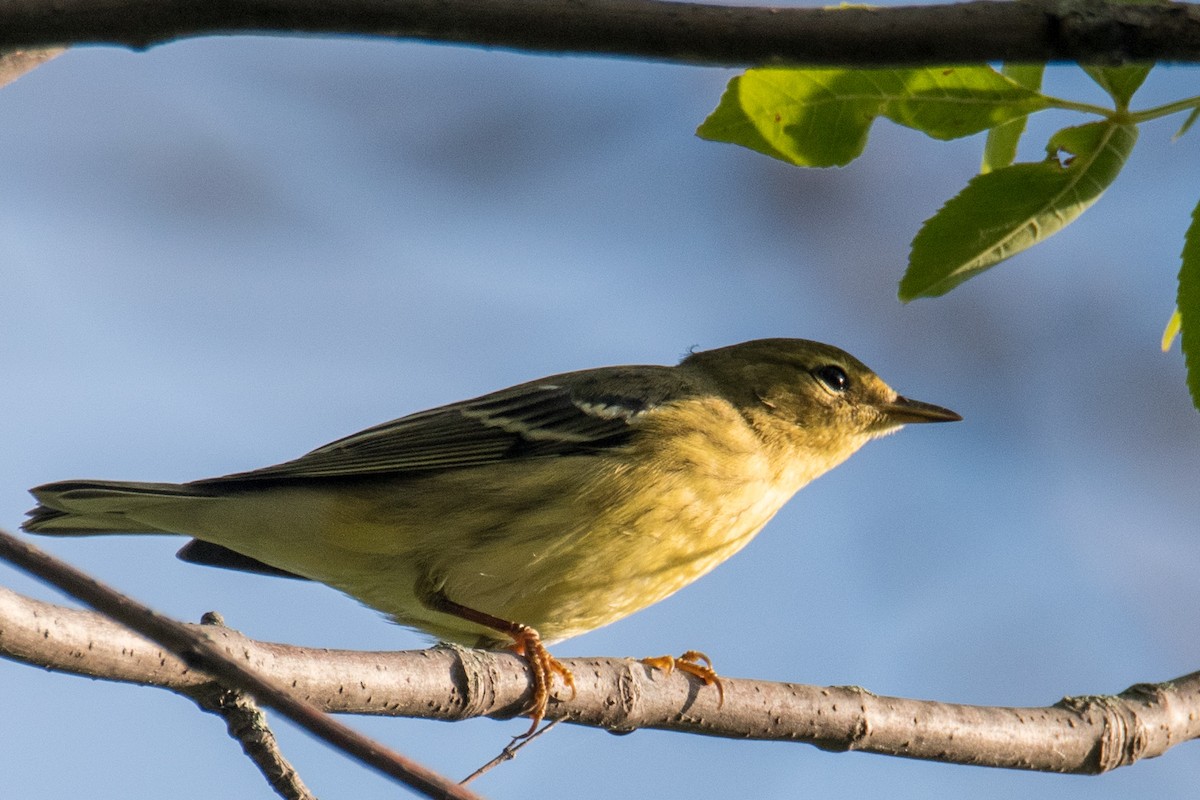 Blackpoll Warbler - ML608924792