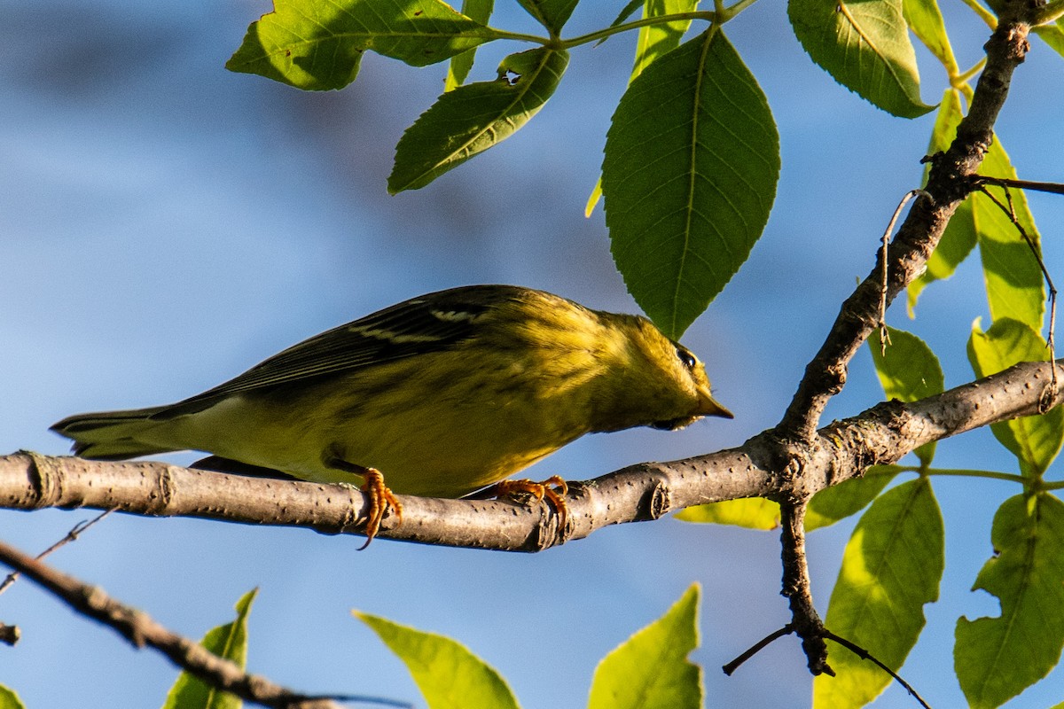 Blackpoll Warbler - ML608924793