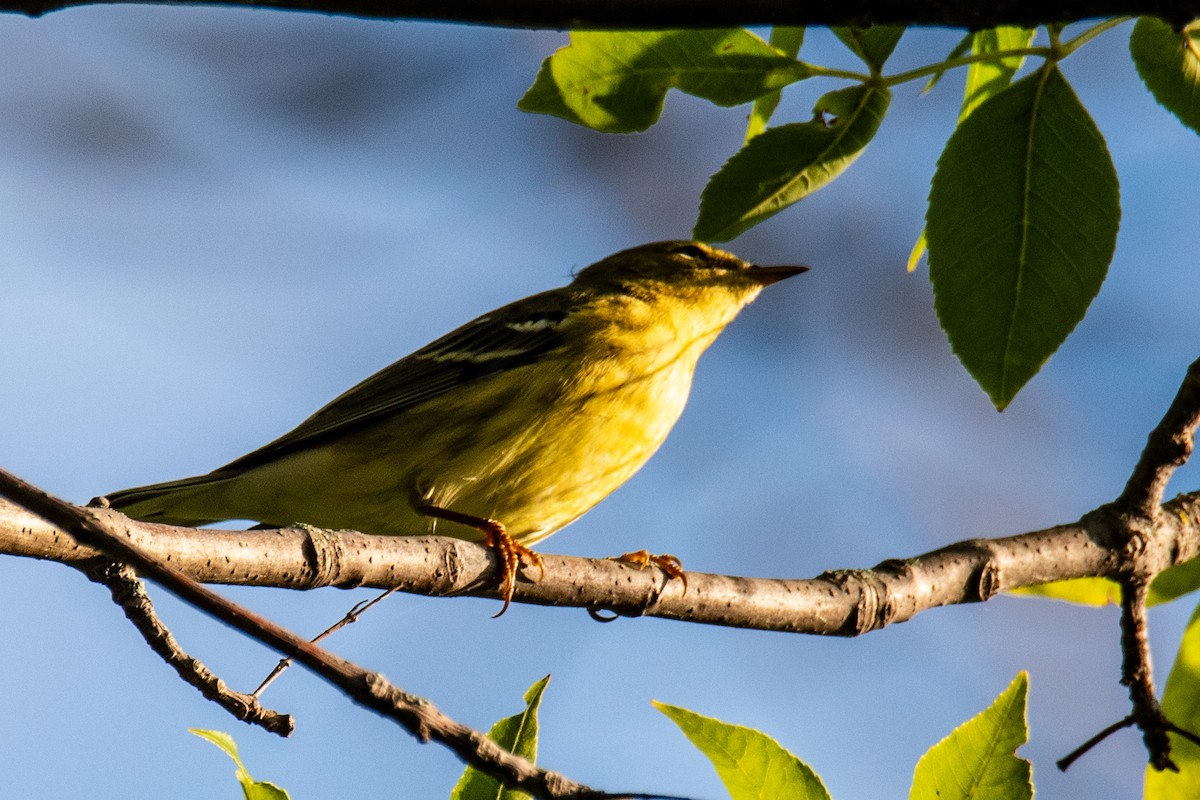 Blackpoll Warbler - ML608924794