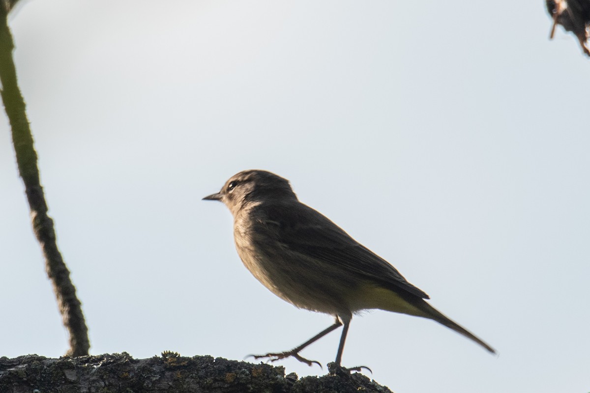 Palm Warbler - ML608924805