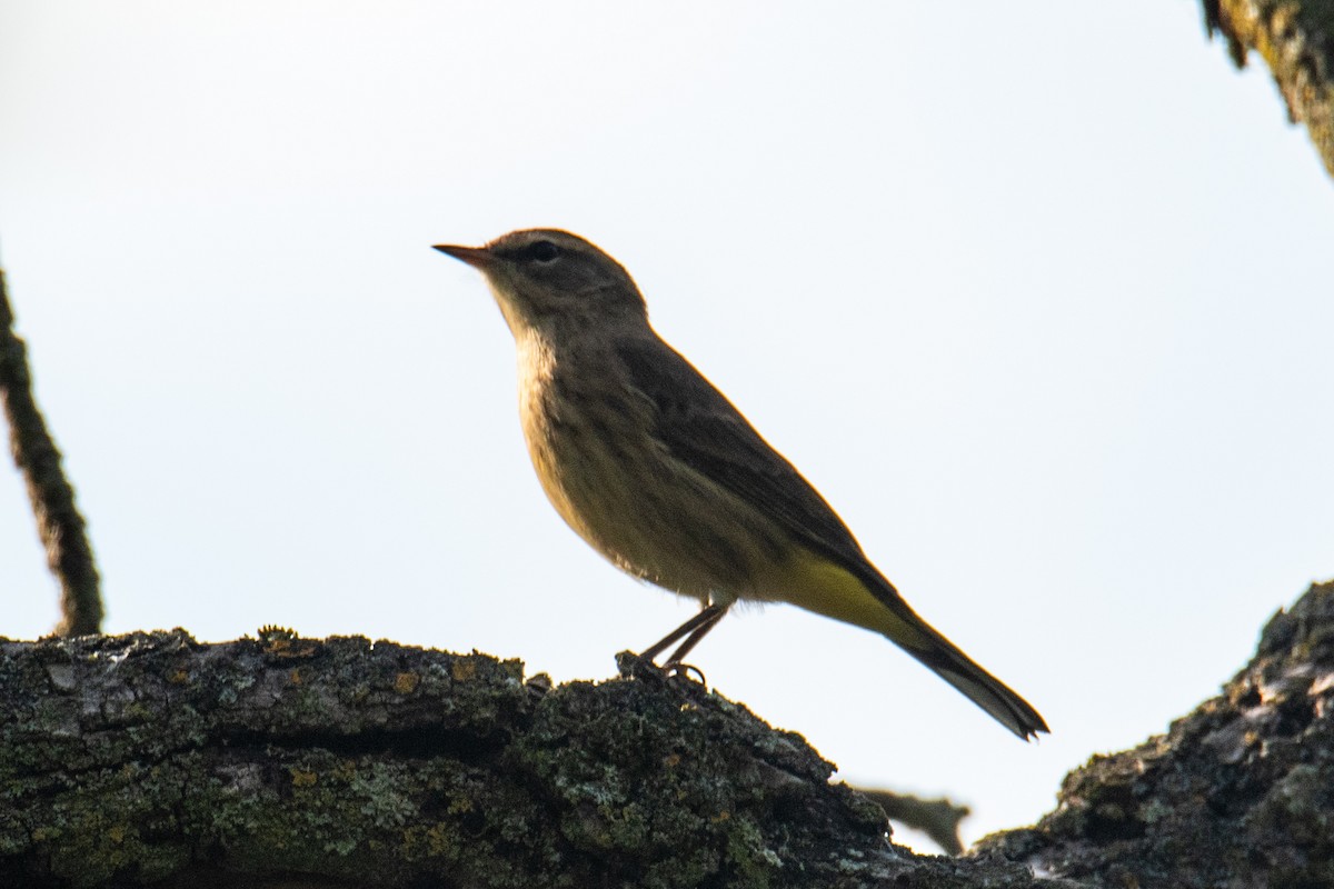 Palm Warbler - ML608924806