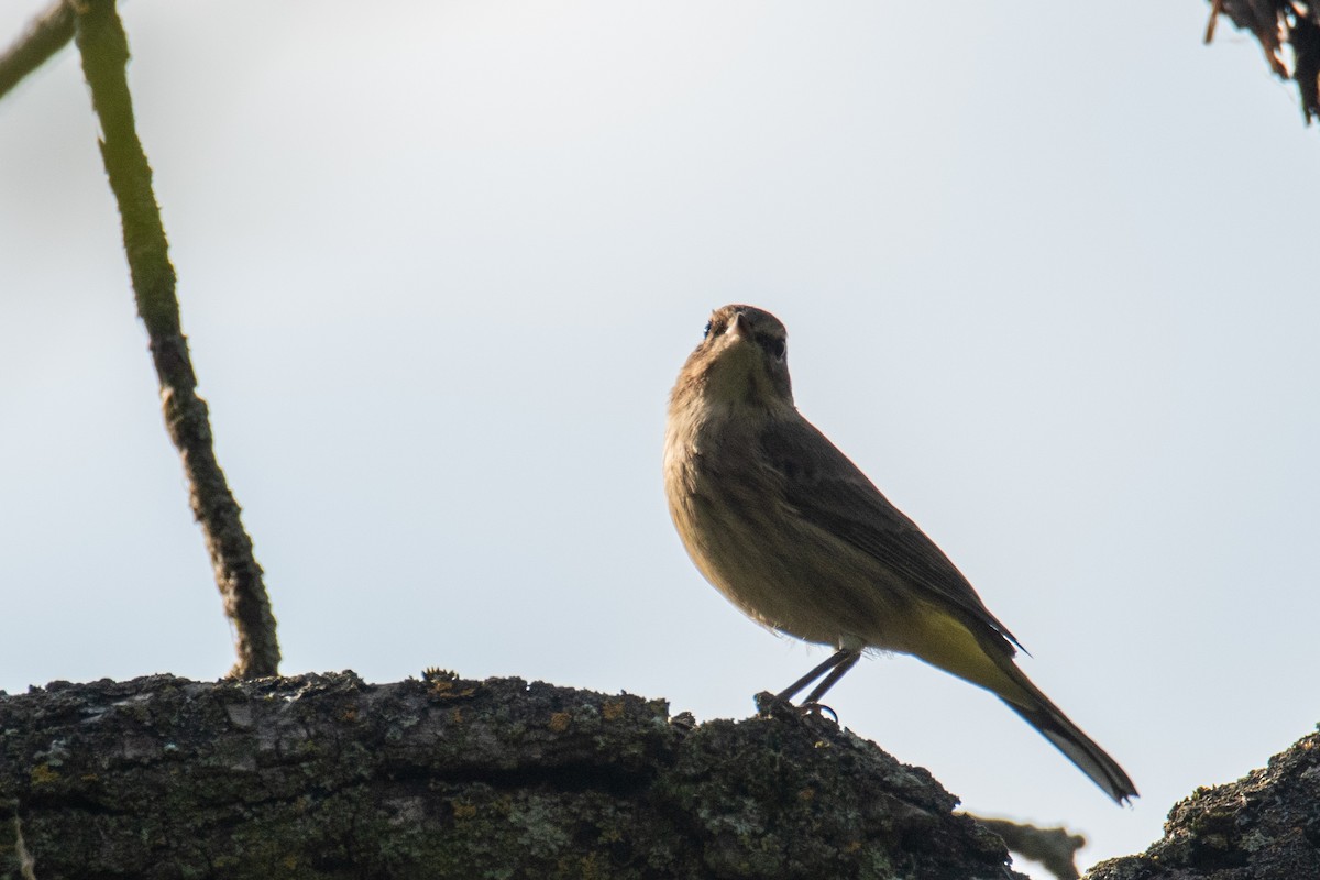 Palm Warbler - ML608924807