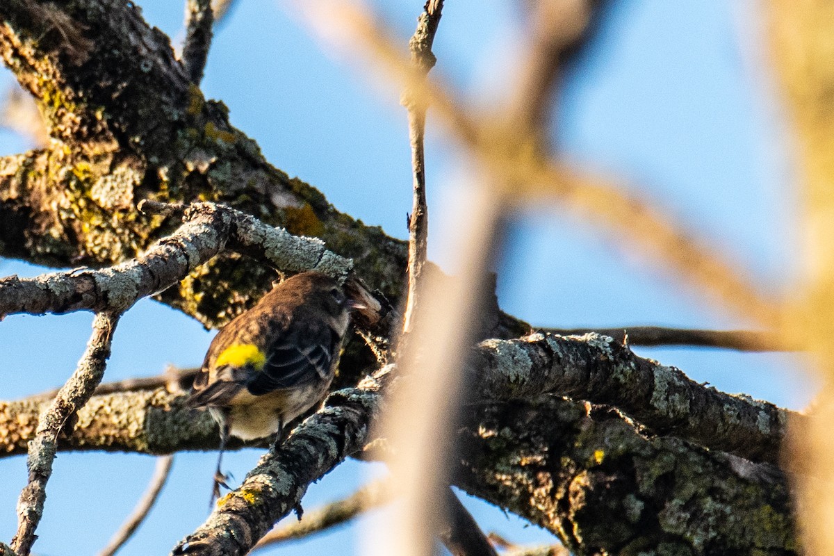 Yellow-rumped Warbler - ML608924813