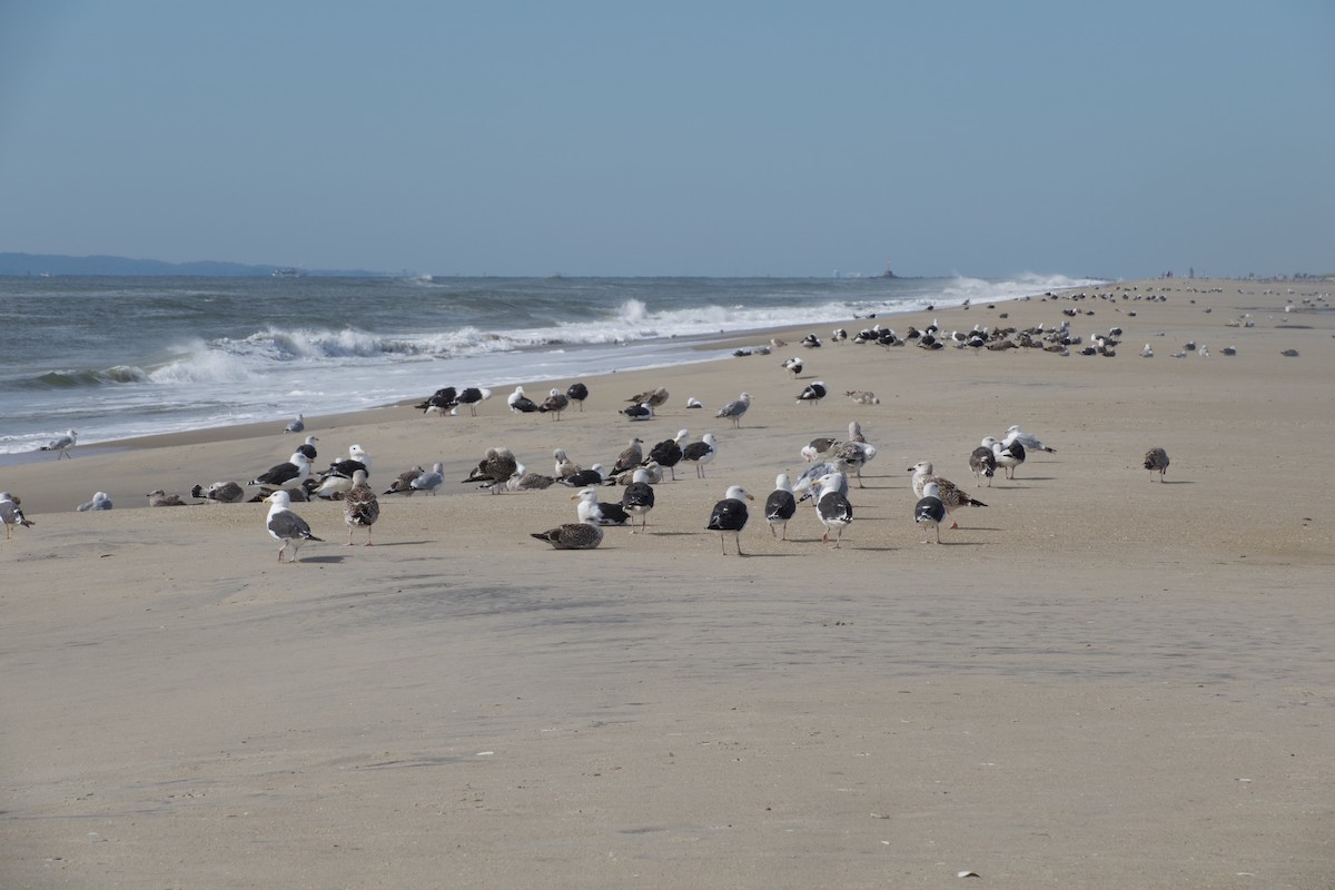 Great Black-backed Gull - - KFR -