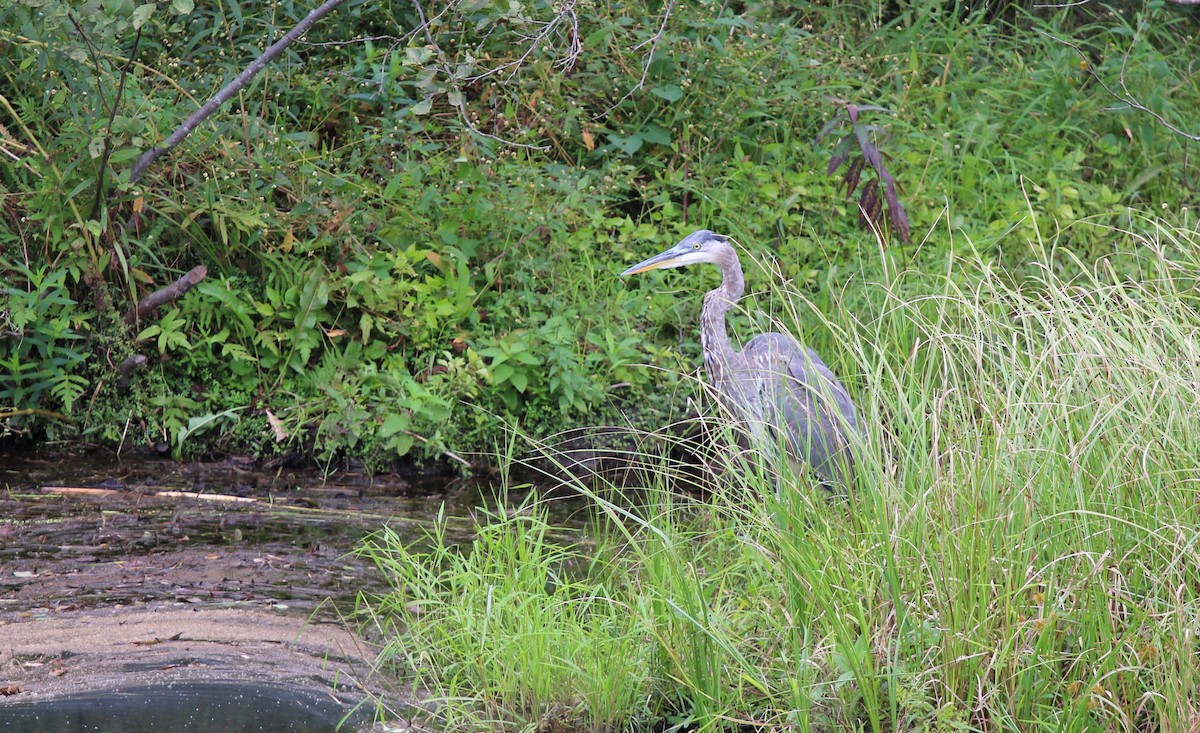 Great Blue Heron - Bob Heitzman