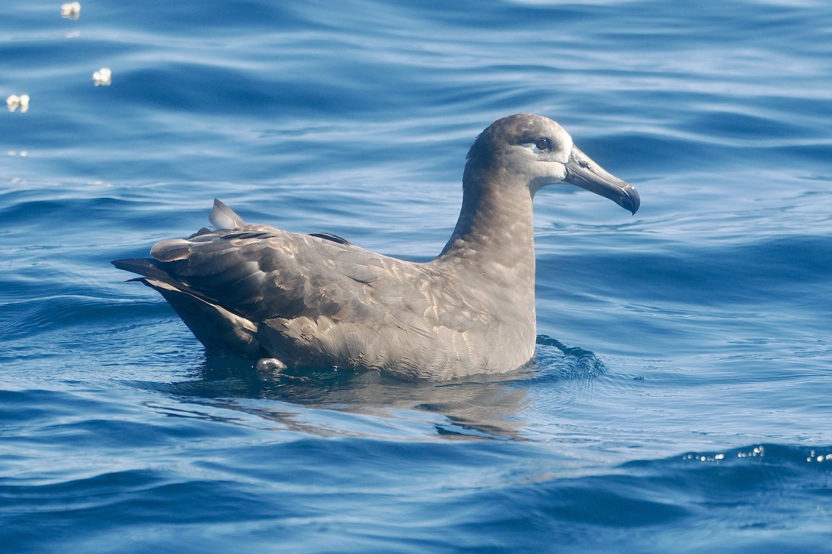 Black-footed Albatross - ML608924914