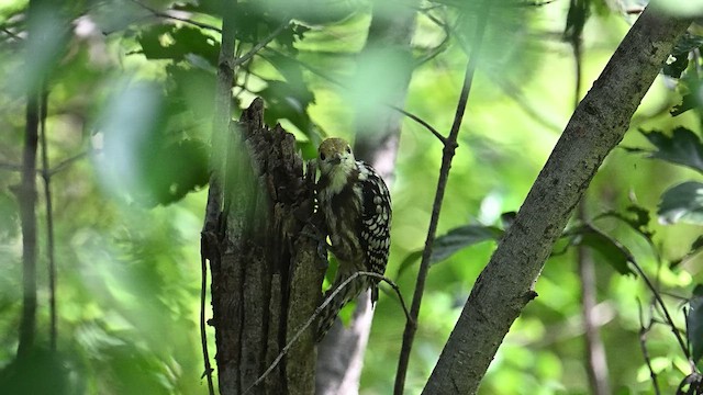 Yellow-crowned Woodpecker - ML608924925