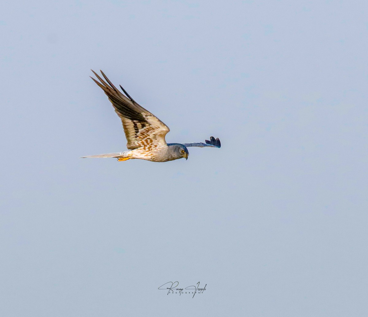 Montagu's Harrier - Renny Joseph