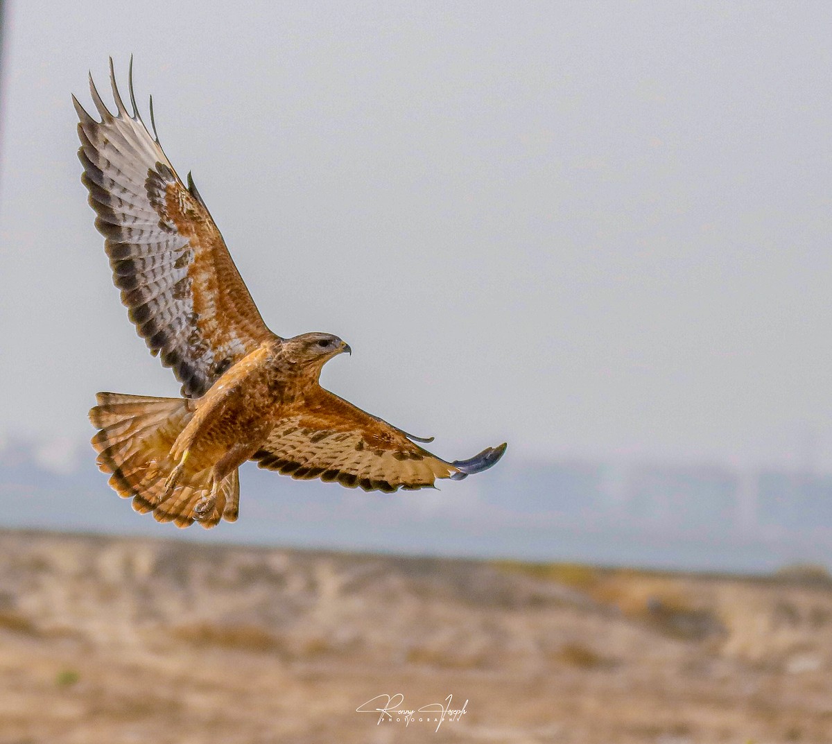 Common Buzzard - ML608925001