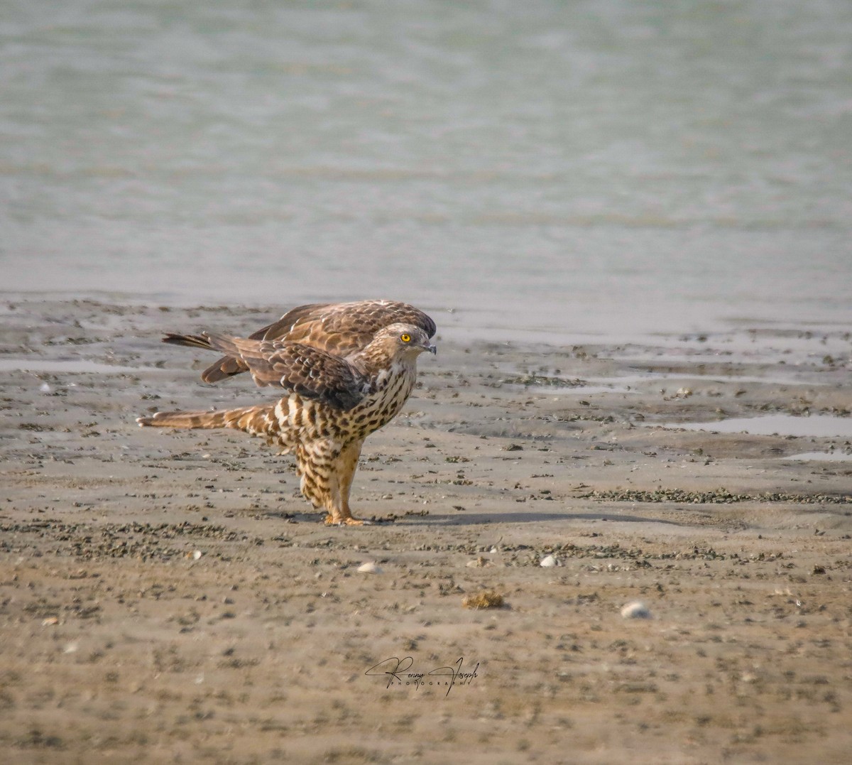 European Honey-buzzard - Renny Joseph