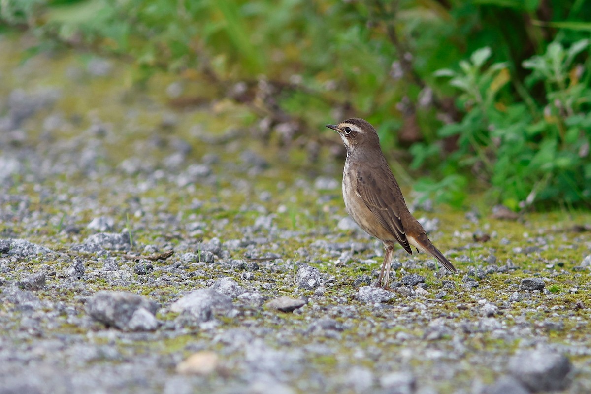 Bluethroat - ML608925085