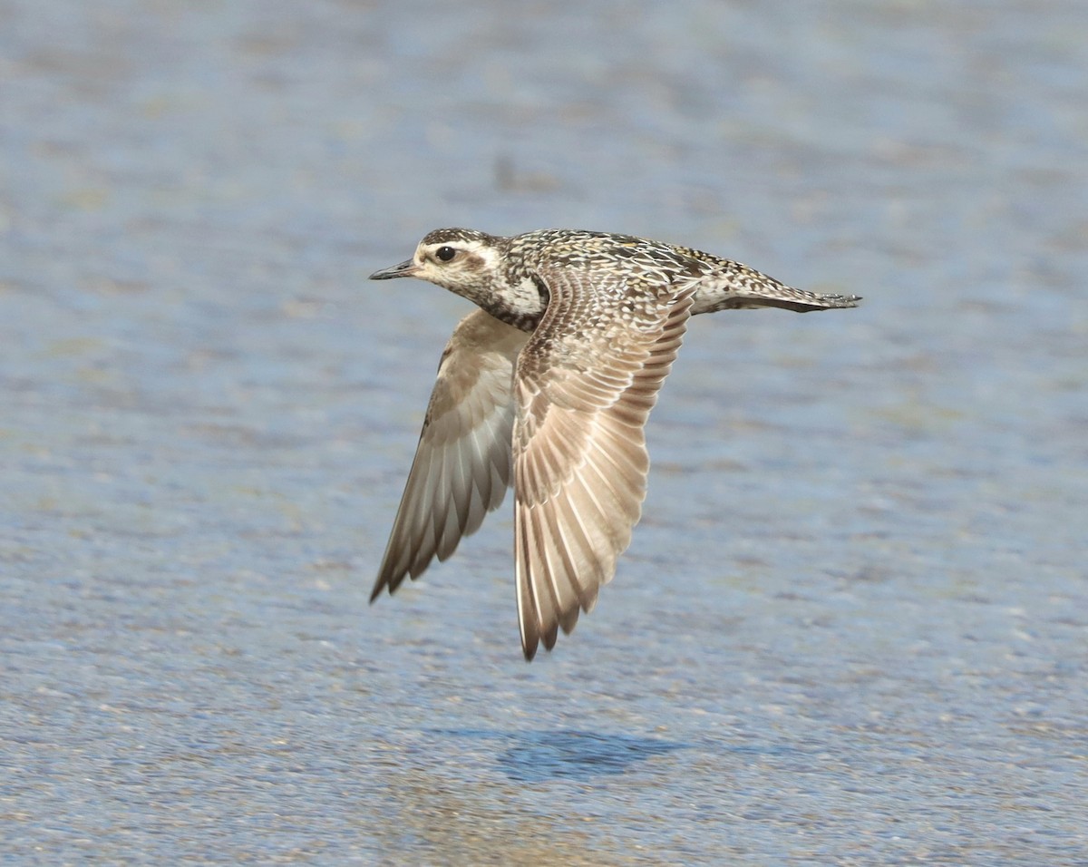 Pacific Golden-Plover - Dan Ashdown