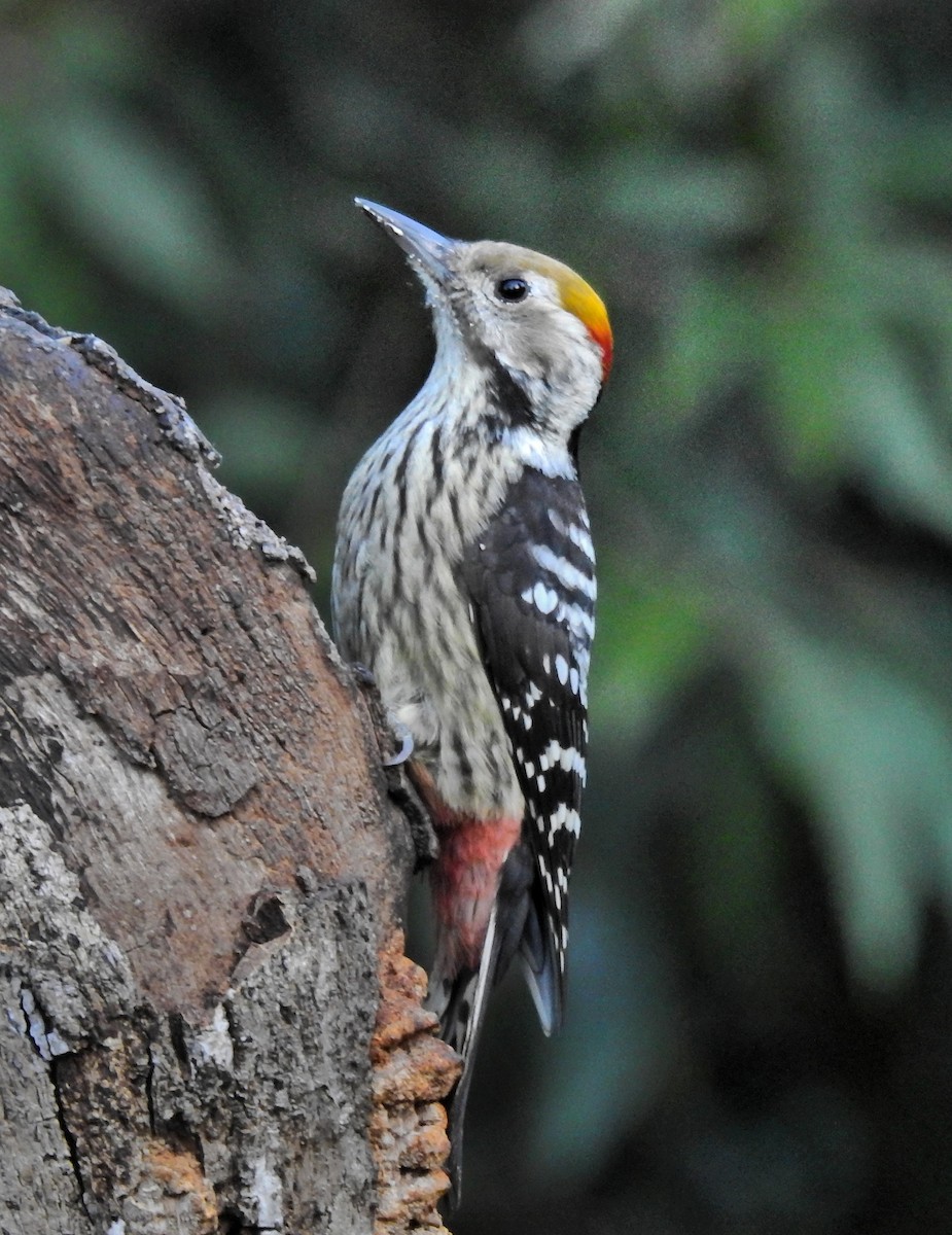 Brown-fronted Woodpecker - Abhijeet Rasal