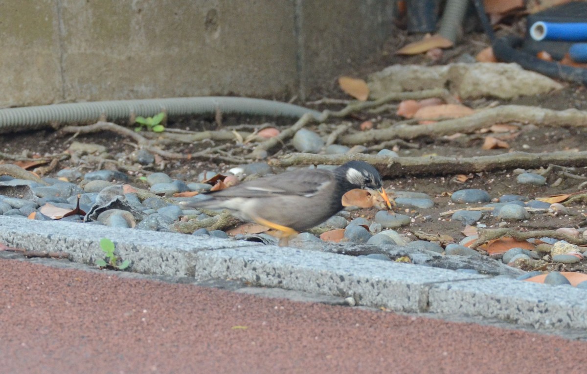 White-cheeked Starling - Timothy Spahr