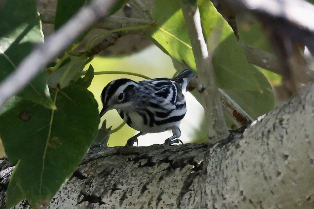 Black-and-white Warbler - Bill Frey