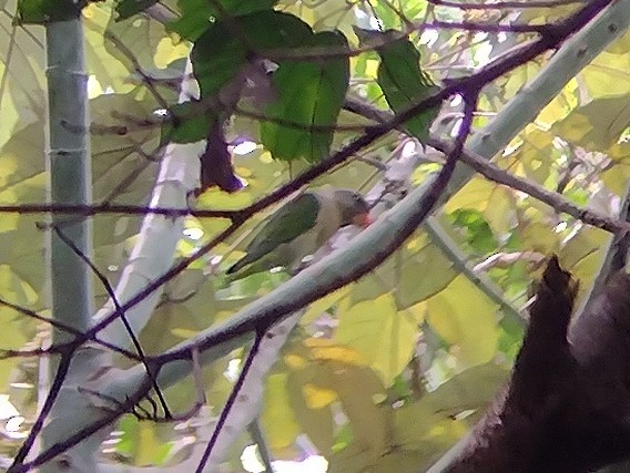 Blue-rumped Parrot - Lars Mannzen