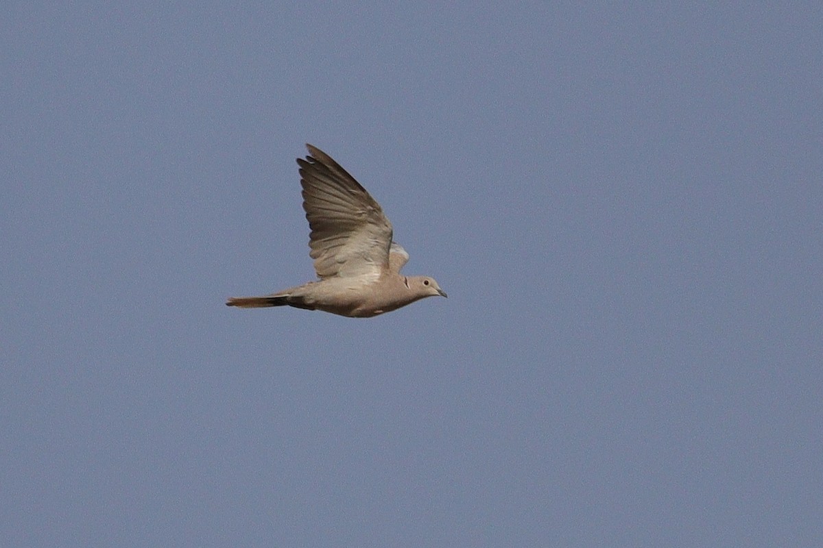 Eurasian Collared-Dove - Ismael Khalifa