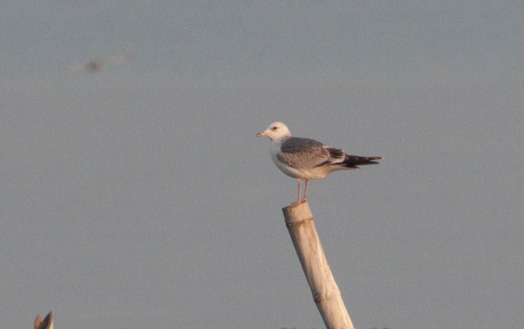 Common Gull - ML608925277