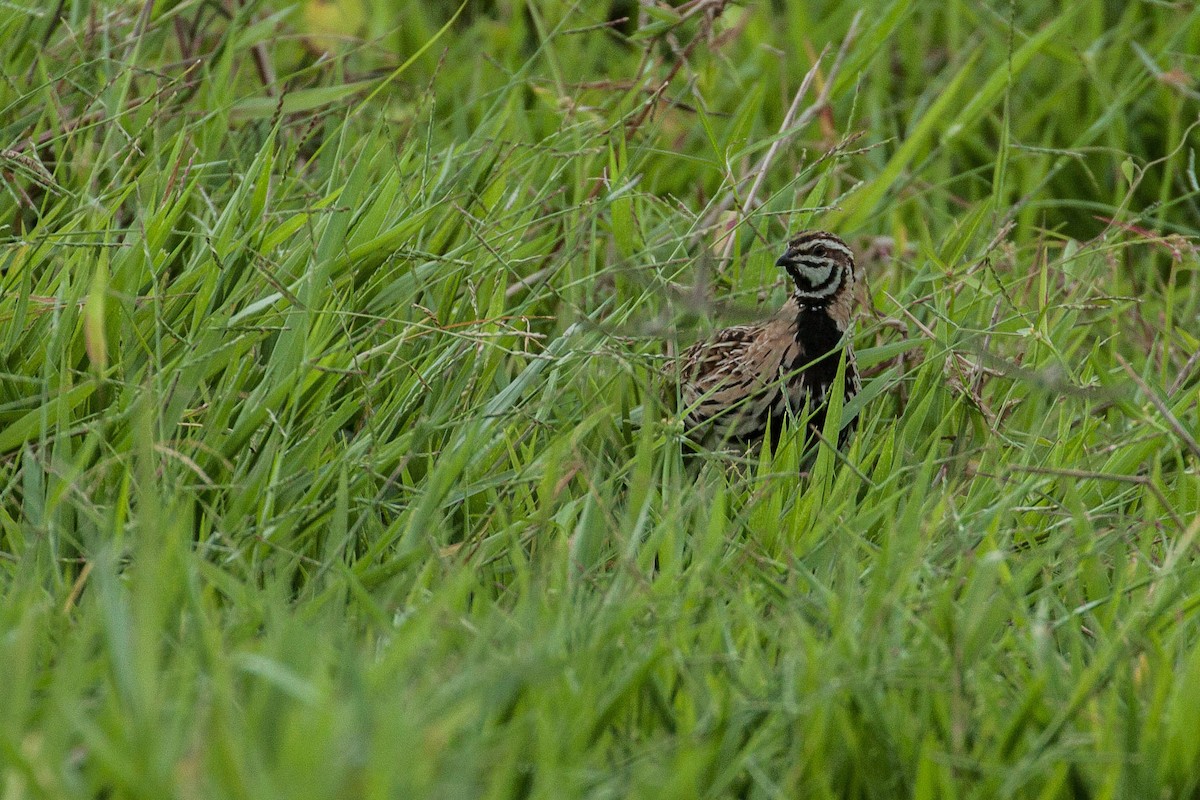 Rain Quail - ML608925368