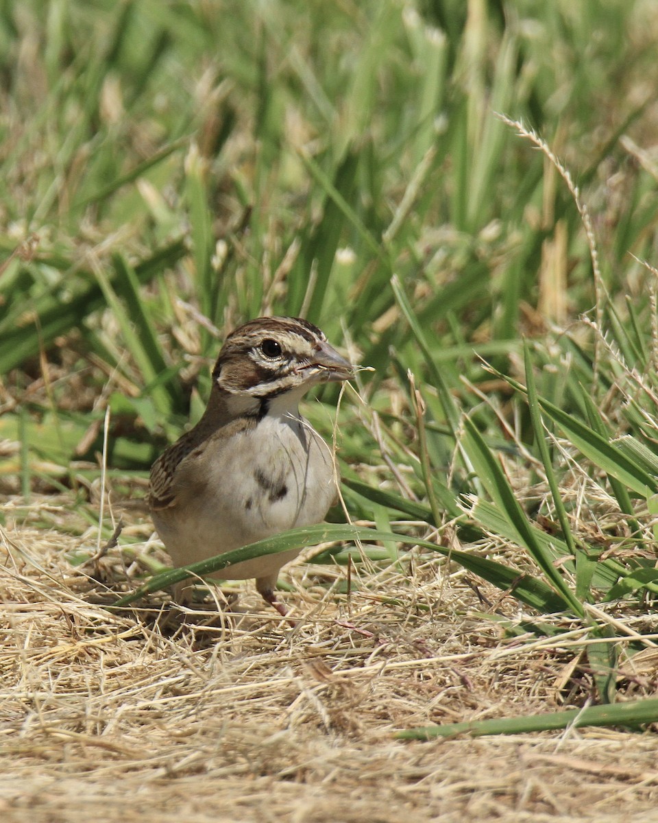 Lark Sparrow - ML608925389