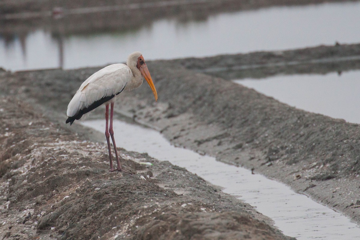 Milky Stork - ML608925394