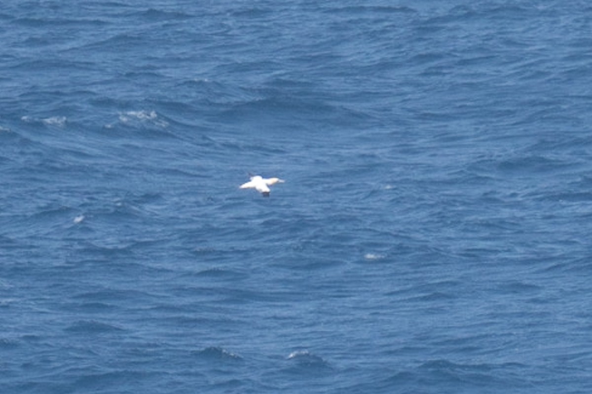 Basstölpel - ML608925416