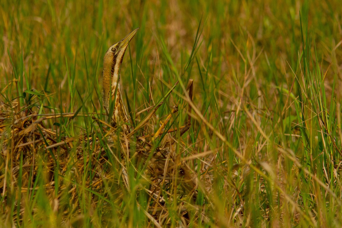 Great Bittern - ML608925445