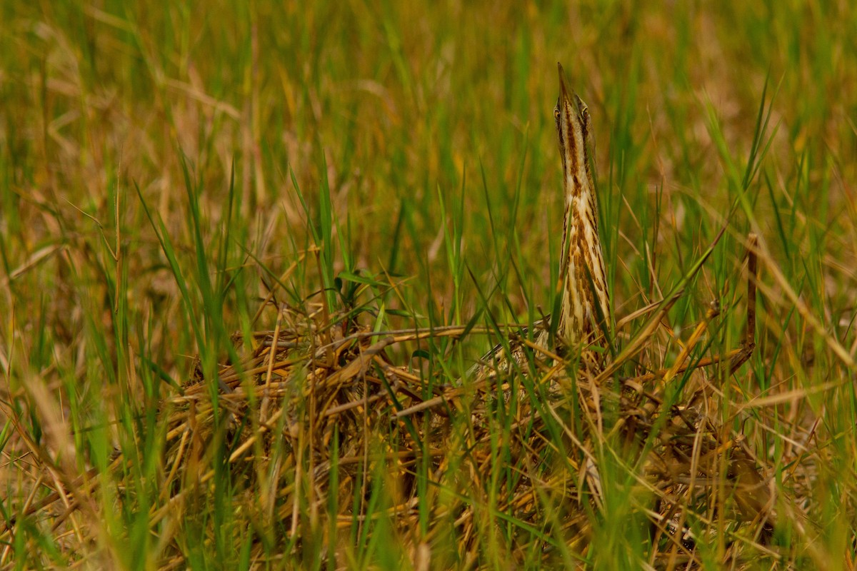 Great Bittern - ML608925447