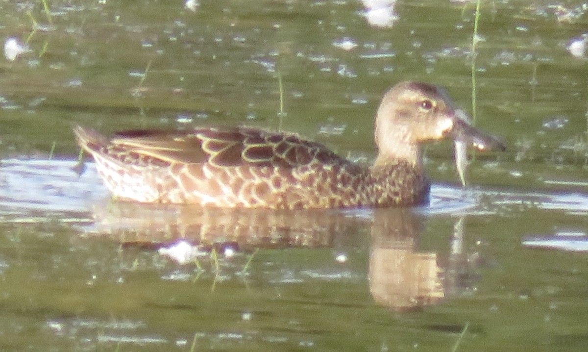 Blue-winged Teal - ML608925453