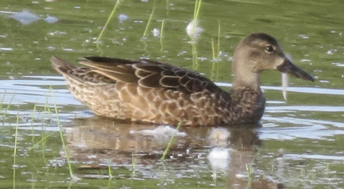 Blue-winged Teal - ML608925454