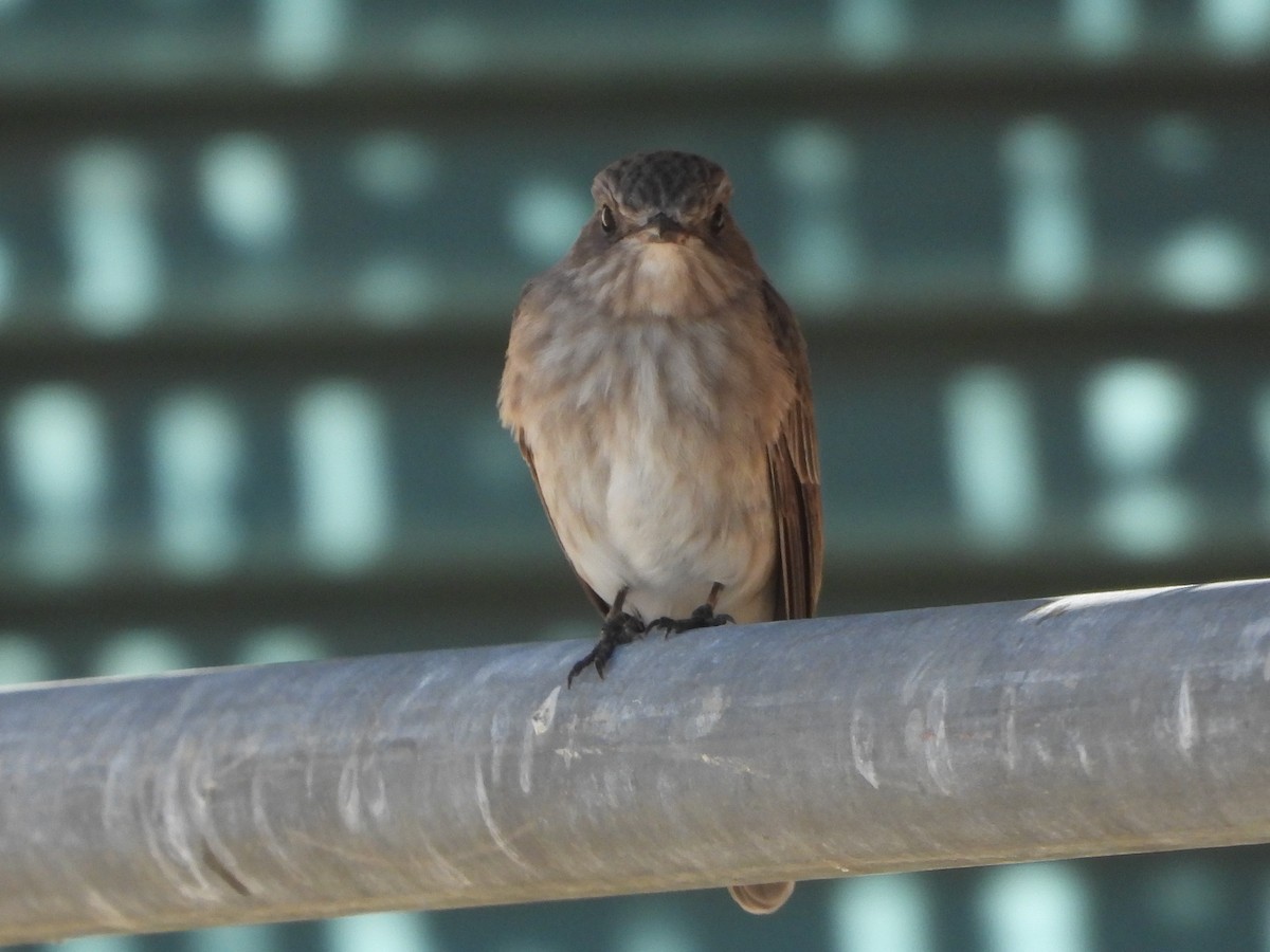 Spotted Flycatcher (Mediterranean) - ML608925502