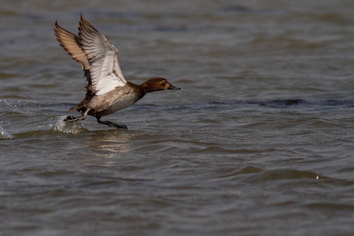 Common Pochard - ML608925542