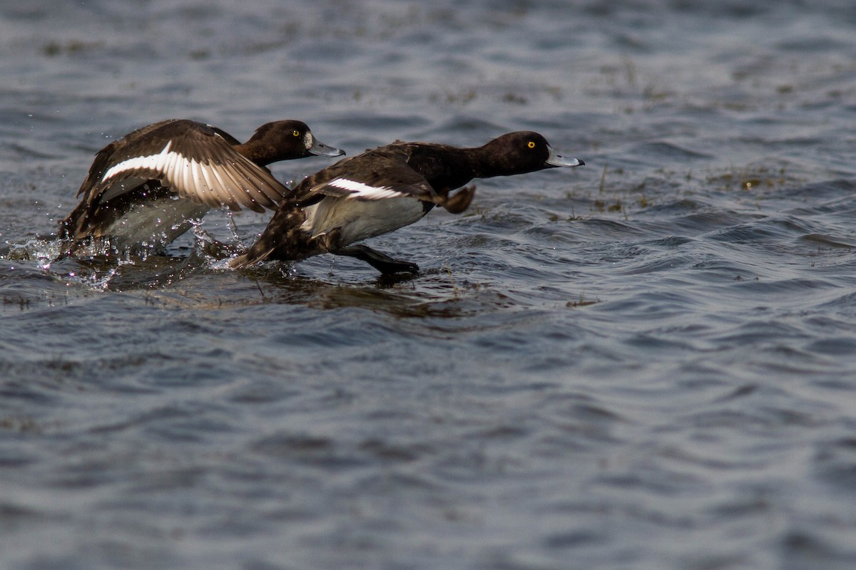 Tufted Duck - Sila Viriyautsahakul