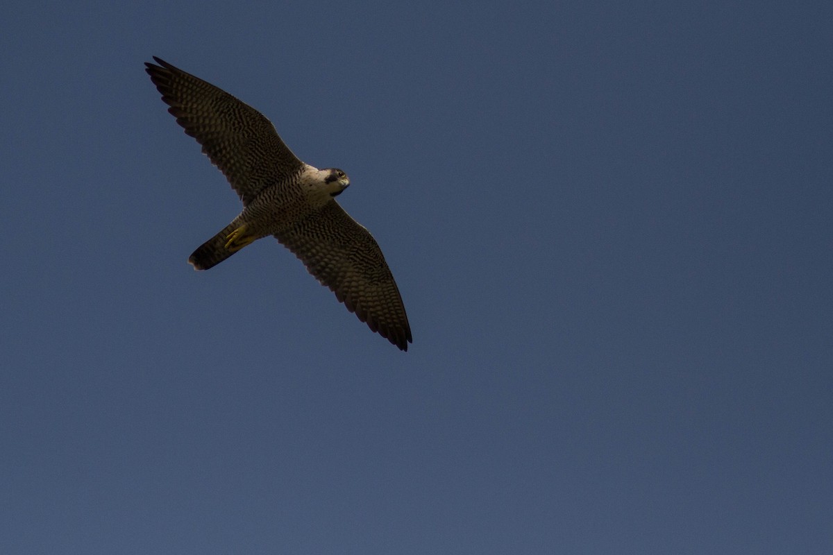 Peregrine Falcon - ML608925555