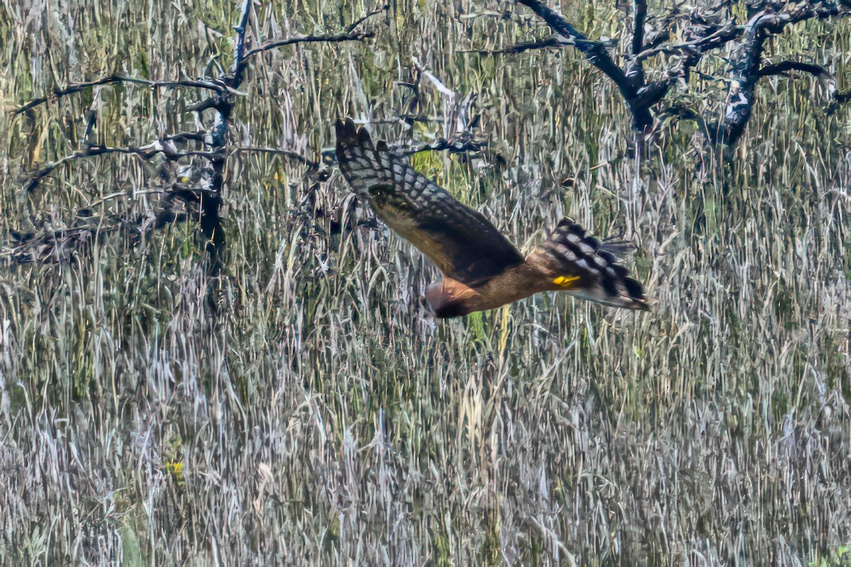 Northern Harrier - ML608925570